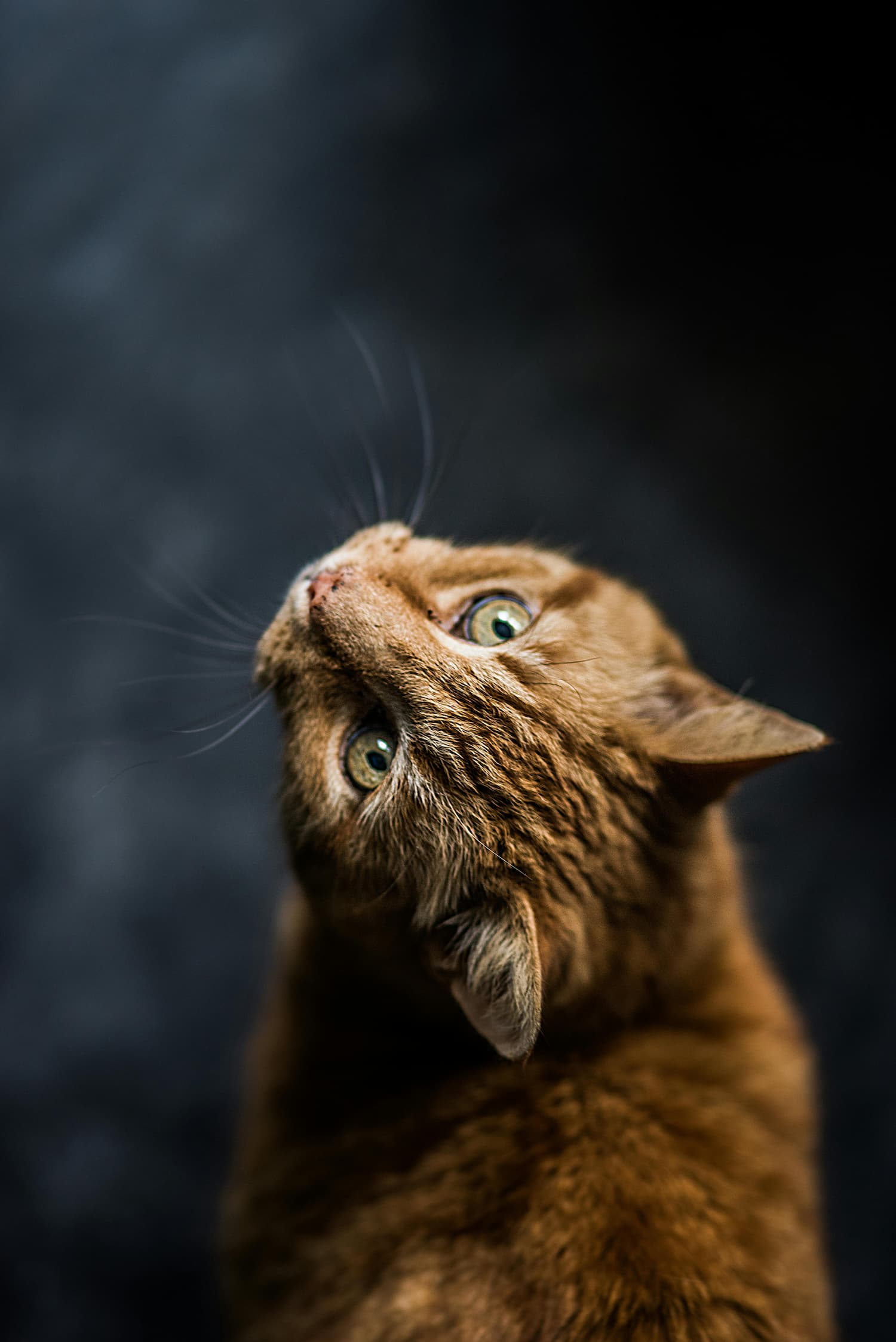 Cats
